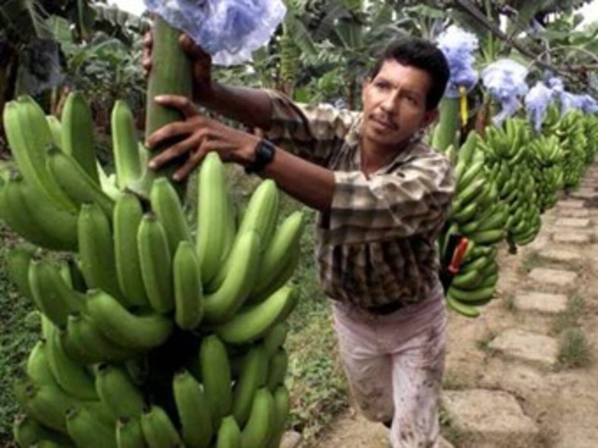 Latinoamérica y Europa pactarán baja en arancel de banano
