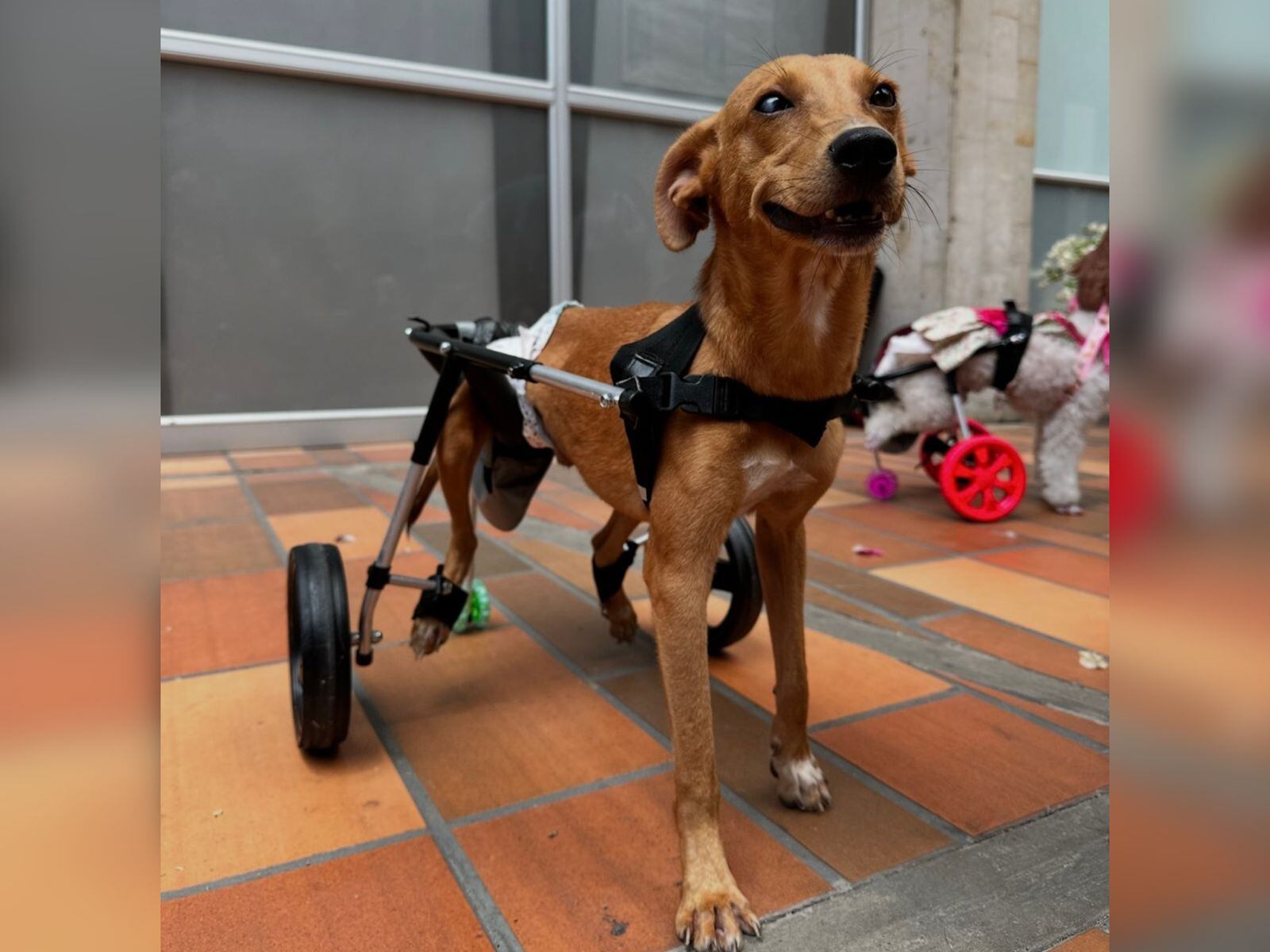 "Una pata amiga" programa de la alcaldía de Cúcuta. / Foto: @Victorcaicedoanimalista