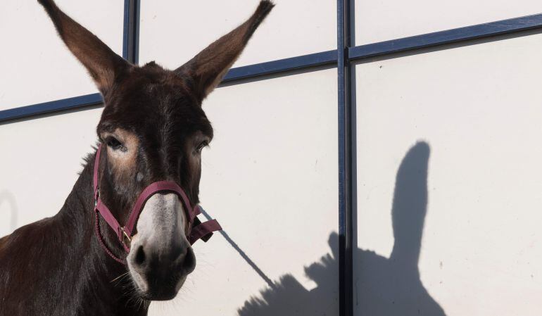 La burra que canta ópera es sensación en Internet