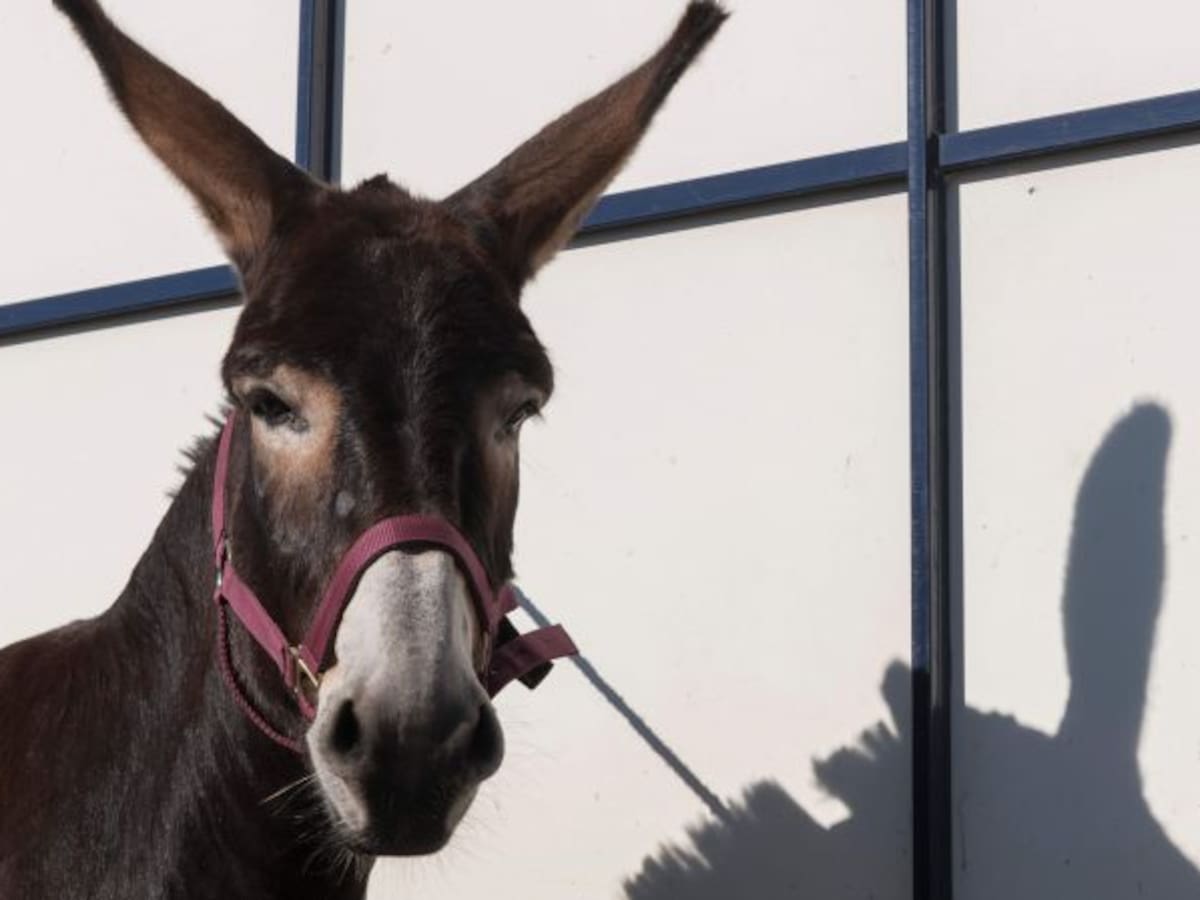 La burra que canta ópera es sensación en Internet