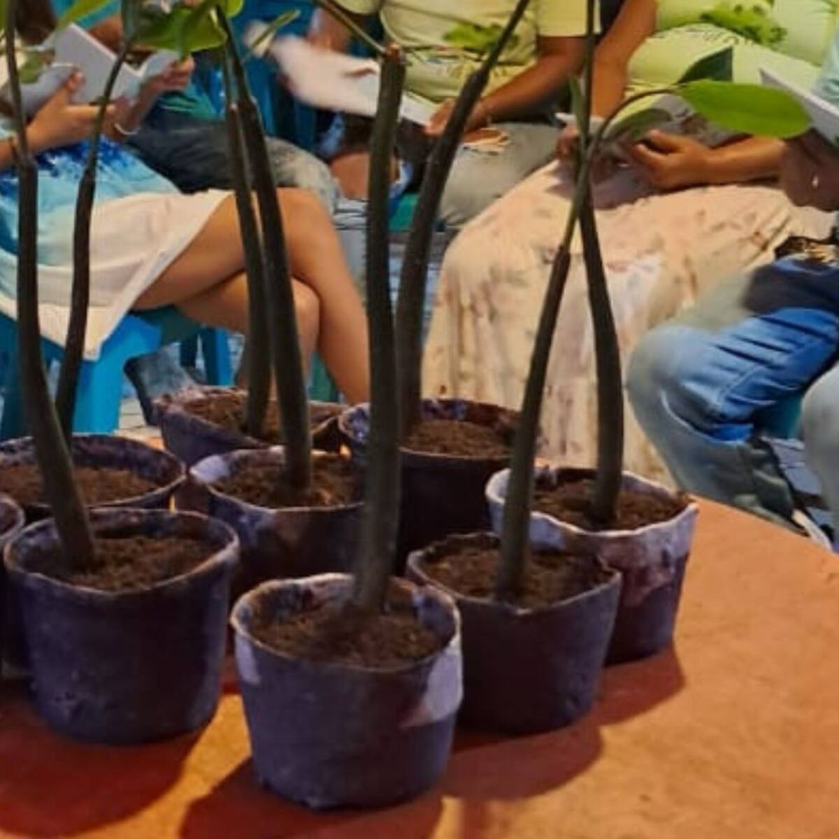 Macetas biodegradables en el barrio Fredonia fueron sembradas por Unibac