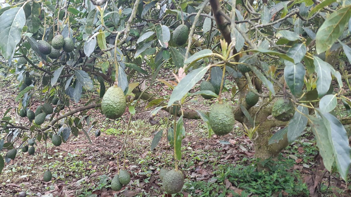 Reparos al "oro verde", de un cultivador antioqueño, Mario Castello