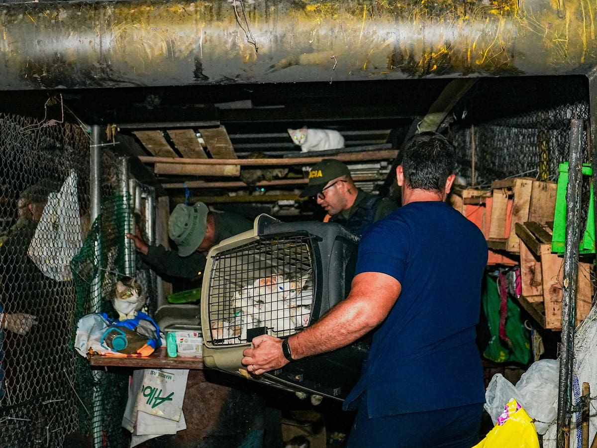 Trasladaron 200 gatos al Centro de Bienestar Animal ‘El Guardián’ en Cartagena