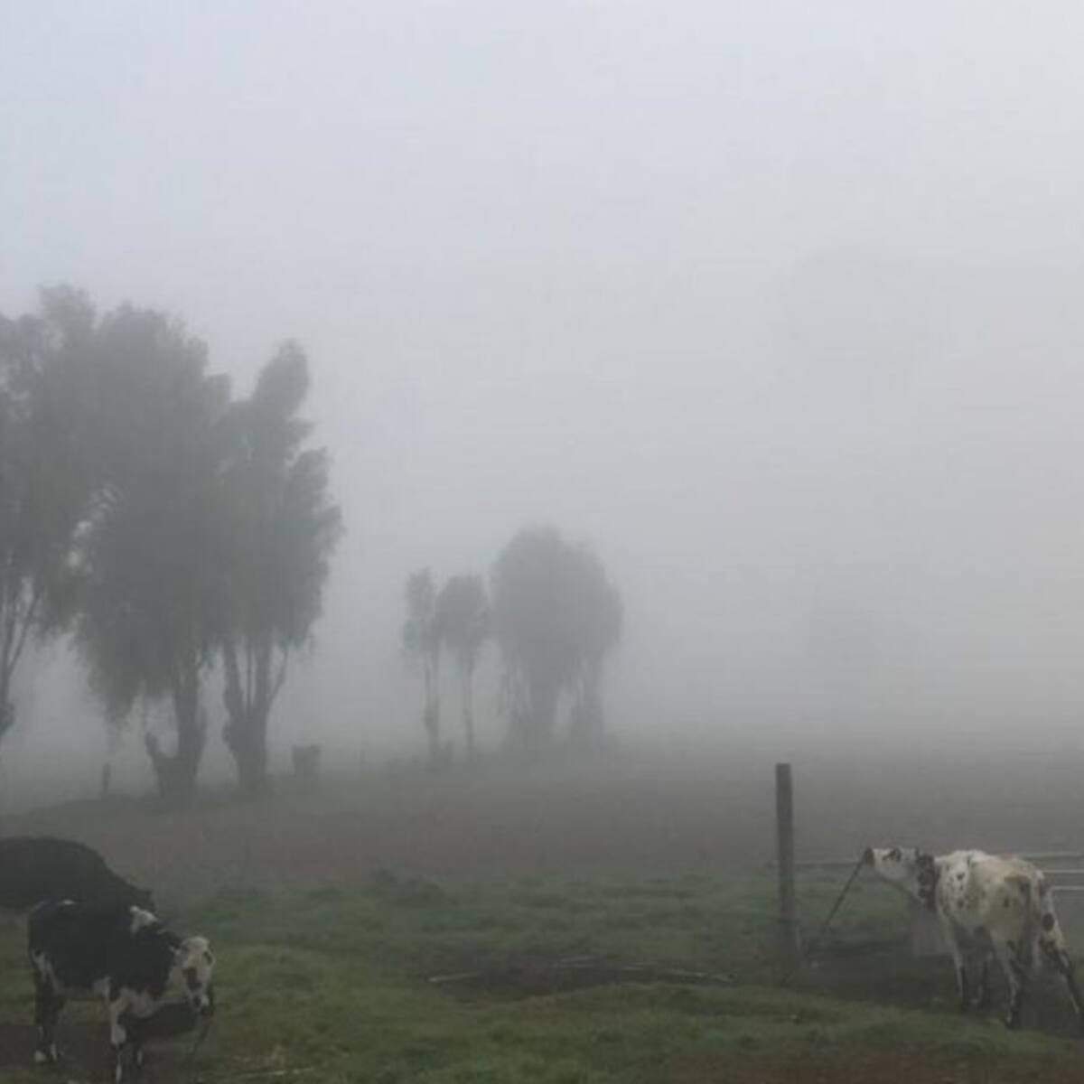Más de 600 hectáreas de pasto, hortalizas y papa dañadas por las heladas
