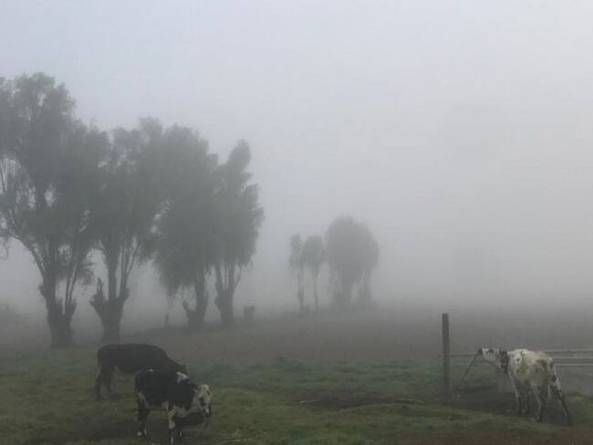 Más de 600 hectáreas de pasto, hortalizas y papa dañadas por las heladas
