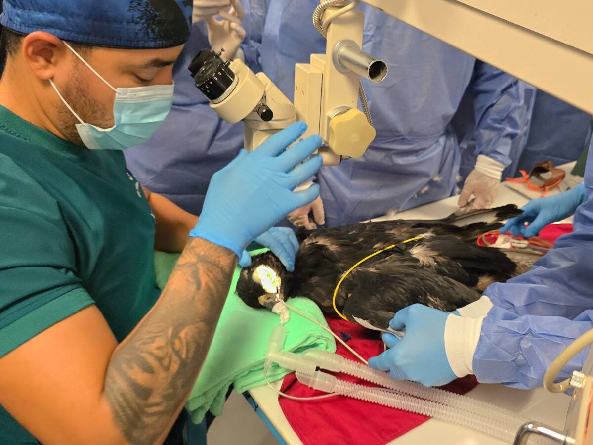 En el Bioparque Ukumarí realizaron la primera cirugía de cataratas de Colombia a un águila real
