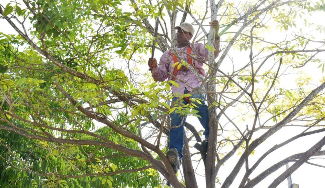Continúan con las acciones para evitar problemas con árboles que representen peligro por su estabilidad o con ramajes demasiados extensos