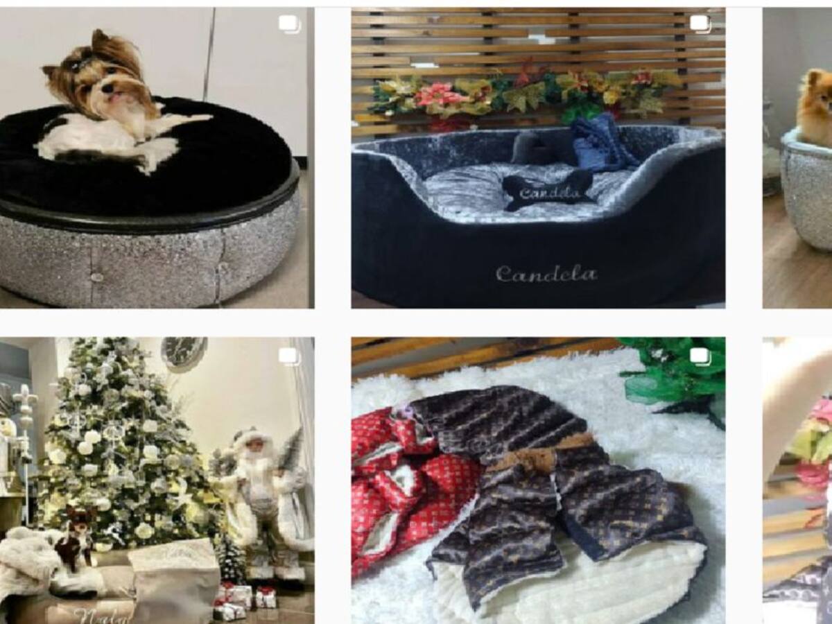 ¡No se deje estafar! En Instagram una "tienda" vende artículos de mascotas