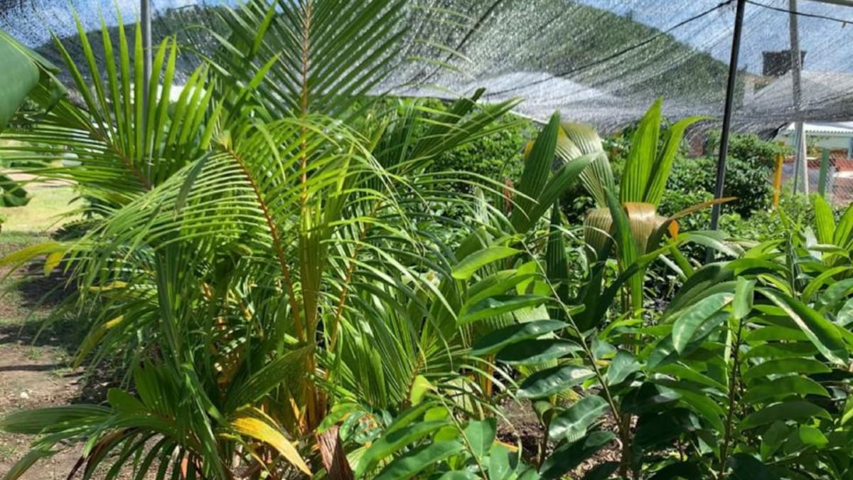 El primer vivero para la restauración ecológica de Providencia
