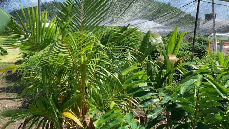 El primer vivero para la restauración ecológica de Providencia