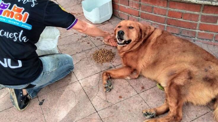 En libertad quedó la persona que mató a "Tarzán"