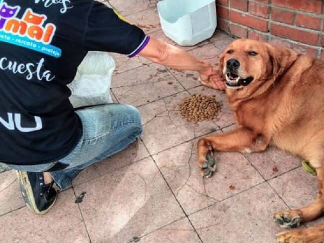 En libertad quedó la persona que mató a "Tarzán"