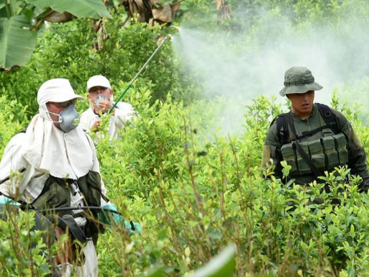 En Condoto y Tumaco volvió el glifosato