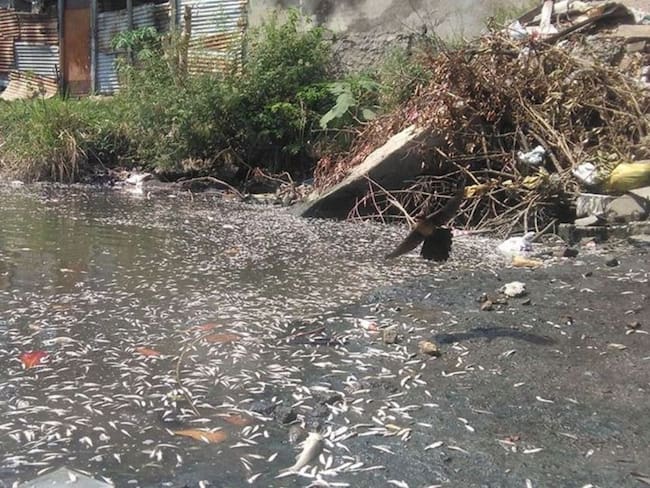 Crisis en Santa Marta por muerte masiva de peces en el Río Manzanares