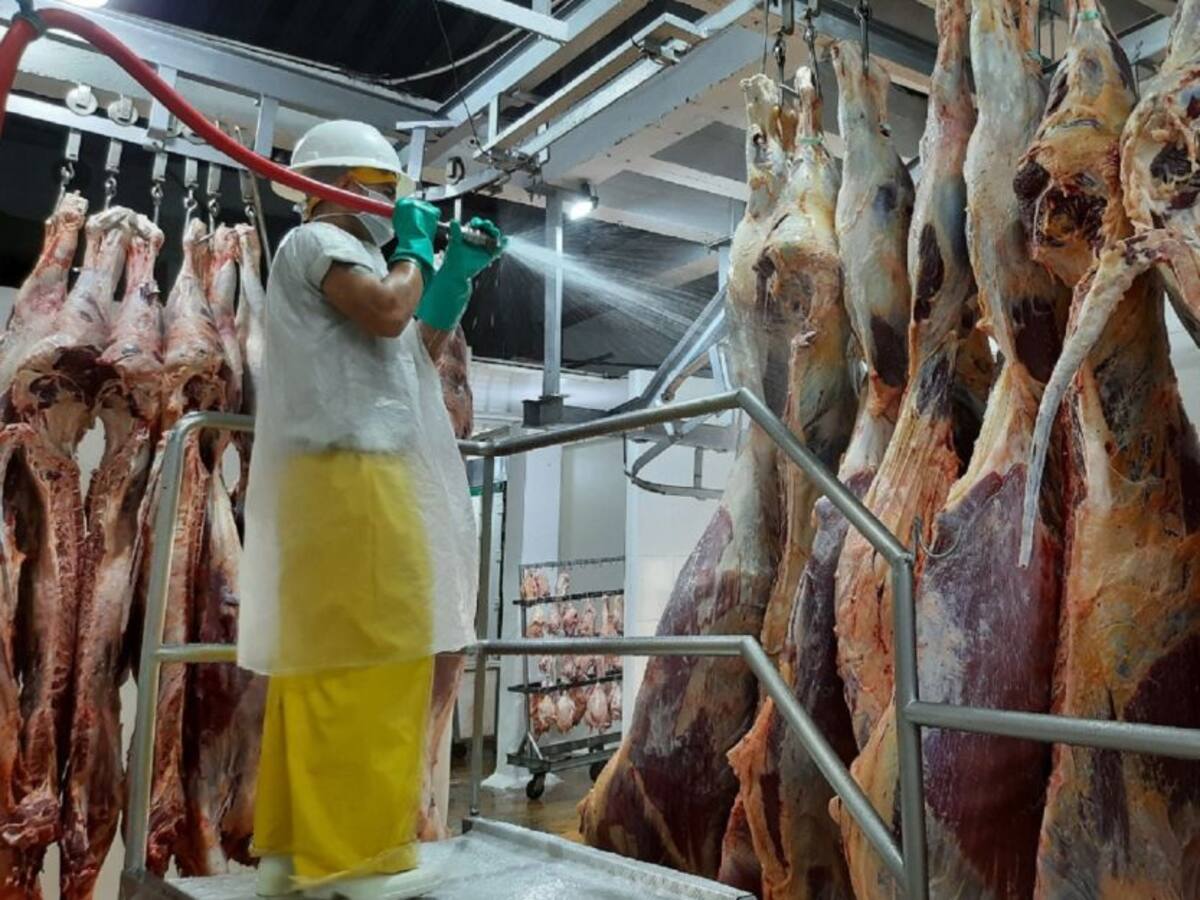 No a vacunación contra la fiebre aftosa y brucelosis bovina en Caquetá