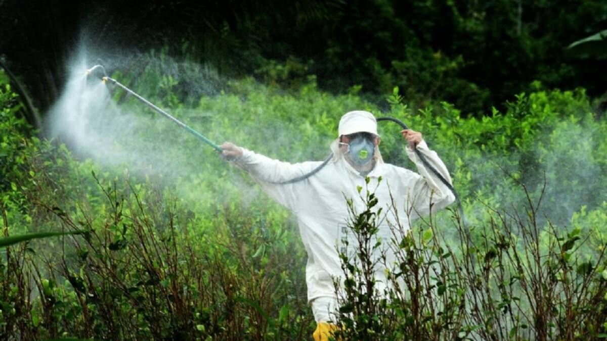 Campesinos en el Catatumbo aclaman fallo de la corte por glifosato