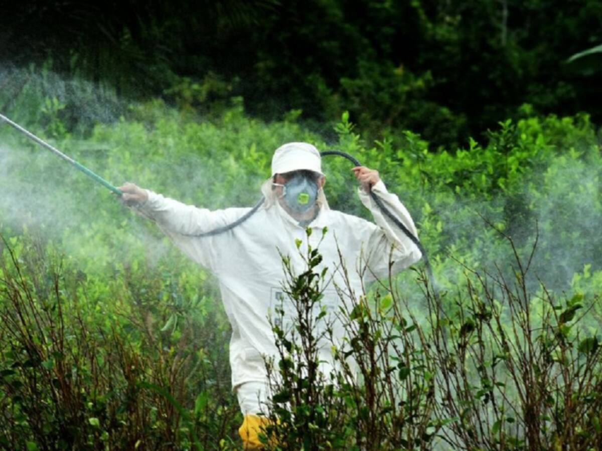 Campesinos en el Catatumbo aclaman fallo de la corte por glifosato