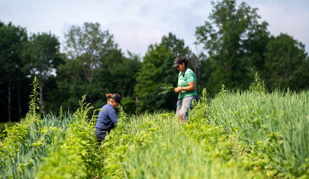 Agricultores en EE.UU. piden reforma migratoria para aliviar la escasez de trabajadores   Foto: Getty