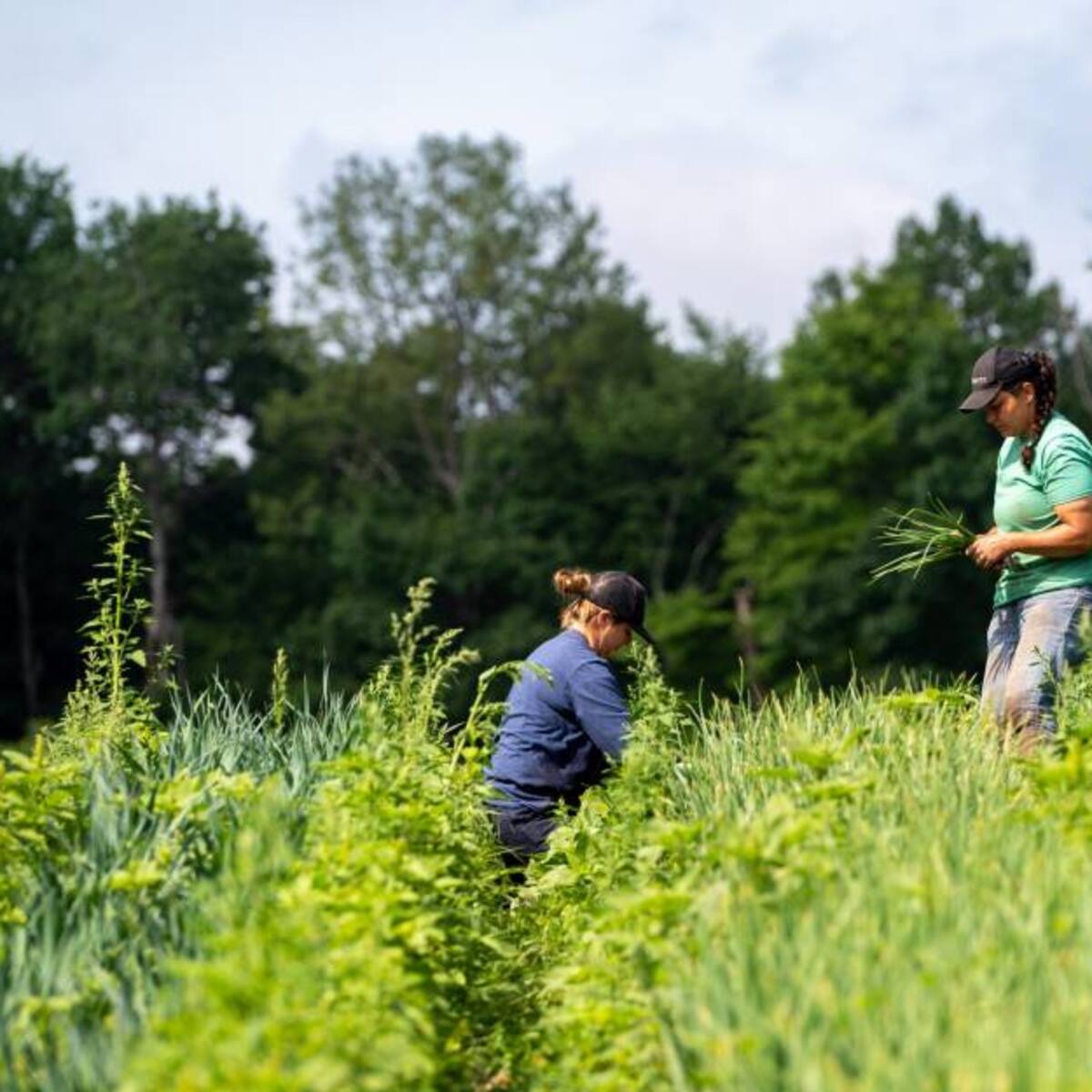 Agricultores en EE.UU.piden reforma migratoria para aliviar escasez de trabajadores