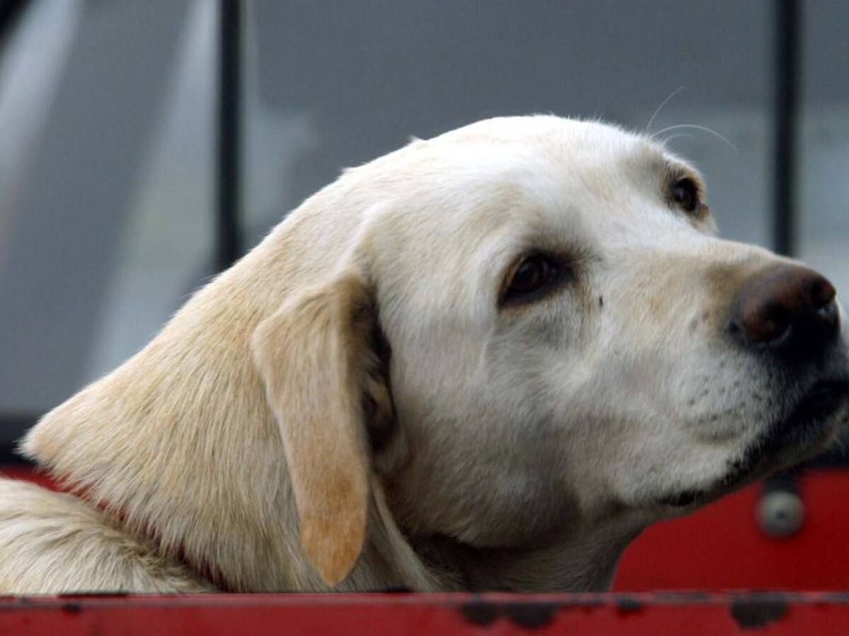 Policía de Cartagena participa en jornadas de salud animal