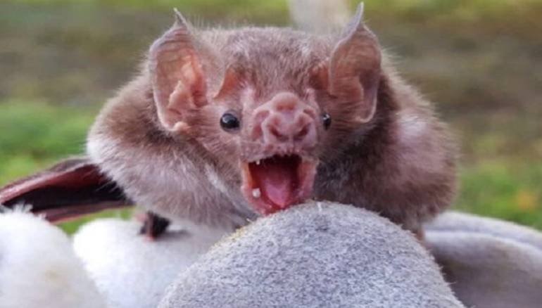 Murciélago que causa la rabia bovina