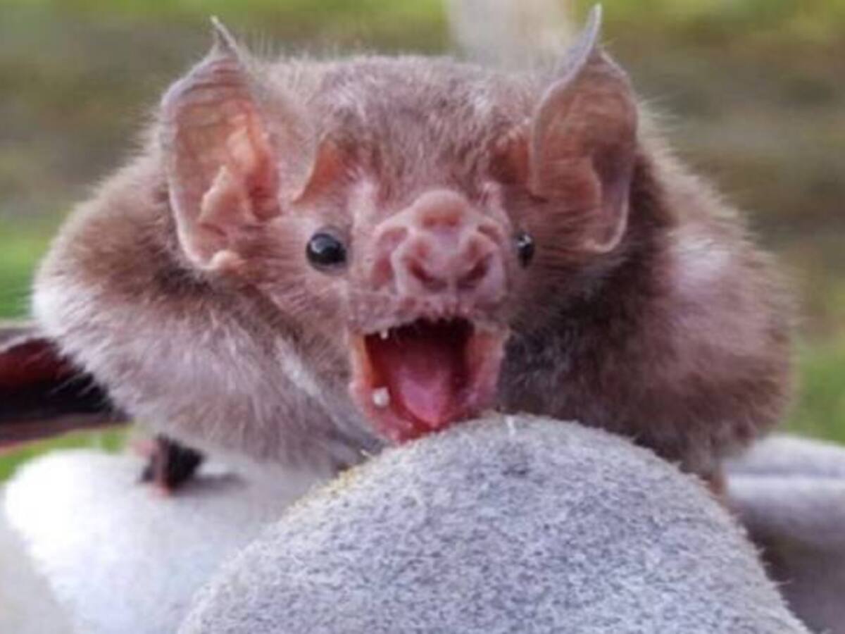 Los murciélagos ¿destructores o benéficos?