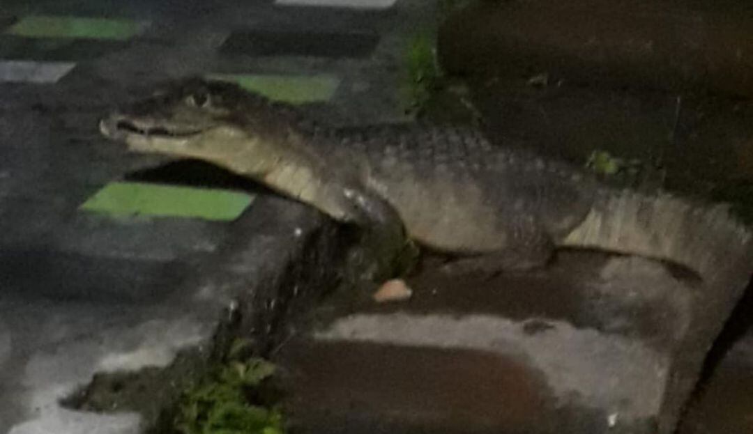 Foto: Tomada del Cuerpo de Bomberos de La Dorada, Caldas.