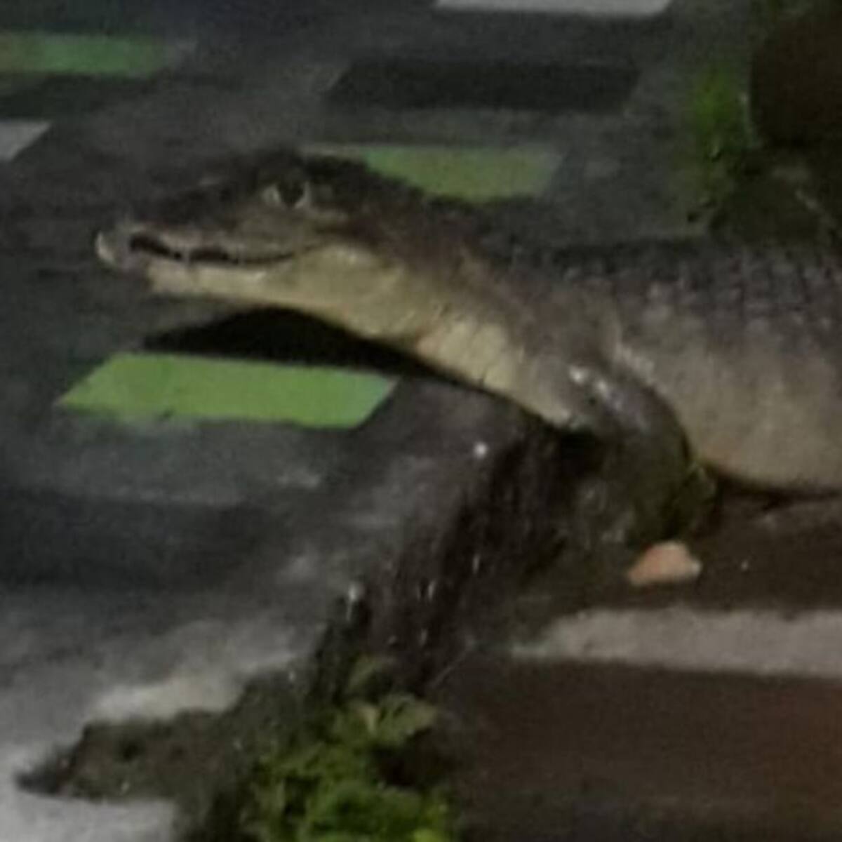 Susto se llevó una familia de La Dorada, cuando les apareció una babilla