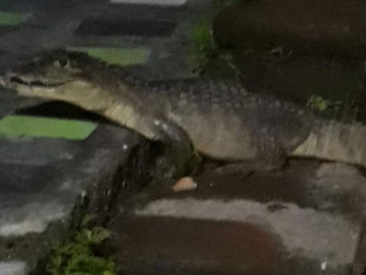 Susto se llevó una familia de La Dorada, cuando les apareció una babilla
