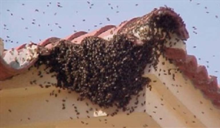 Abejas africanizadas