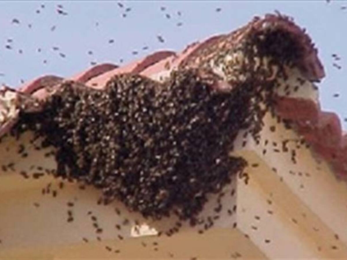 Madre e hija fueron atacadas por enjambre de abejas africanizadas