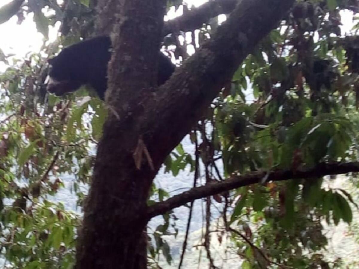 En Florida, Valle, reportan presencia de un oso de anteojos