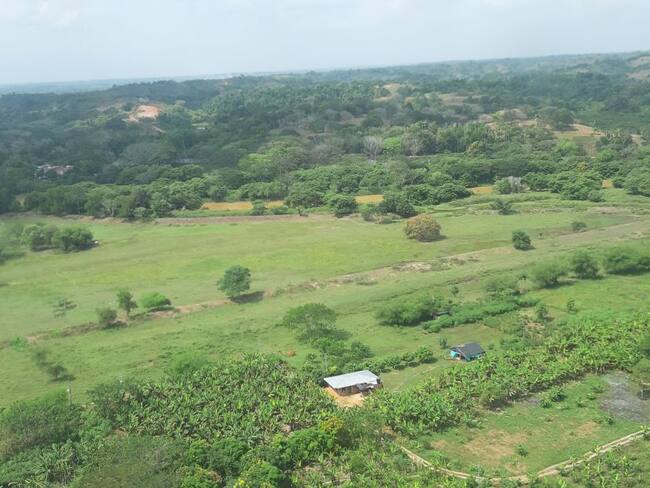 Detienen a cuatro personas acusadas de la tala indiscriminada de árboles