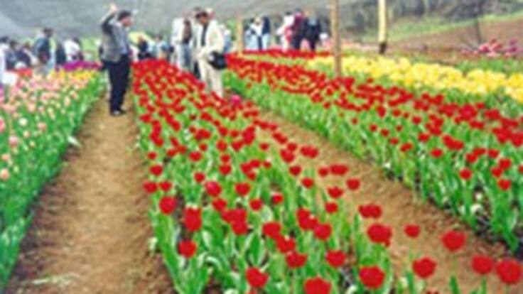 El dólar, una espina que causa dolor a los floricultores