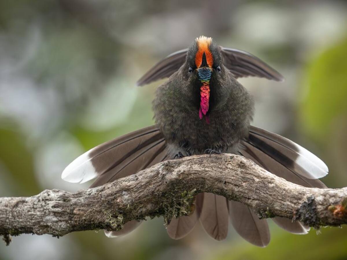 Fotógrafo quindiano es reconocido a nivel mundial por imagen de colibrí