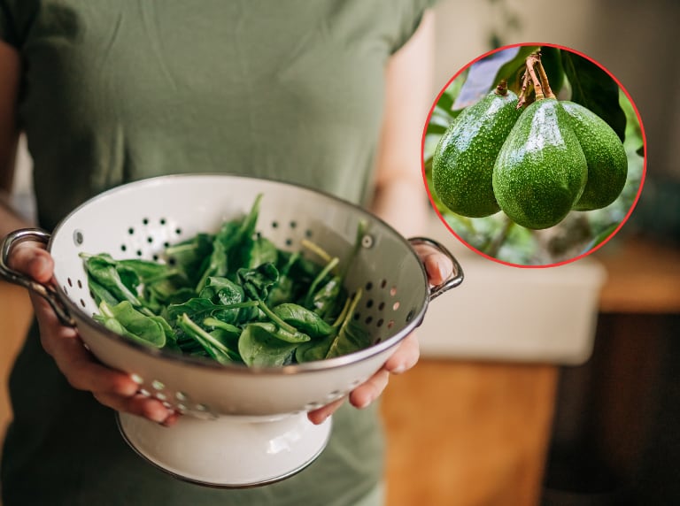 Mujer lavando las hojas de aguacate para prepararlas / Planta de aguacate, Persea americana (Getty Images)