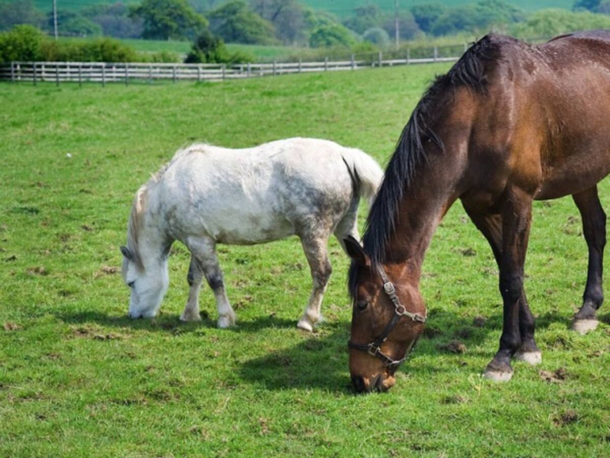Cuarentena en Casanare por encefalitis equina
