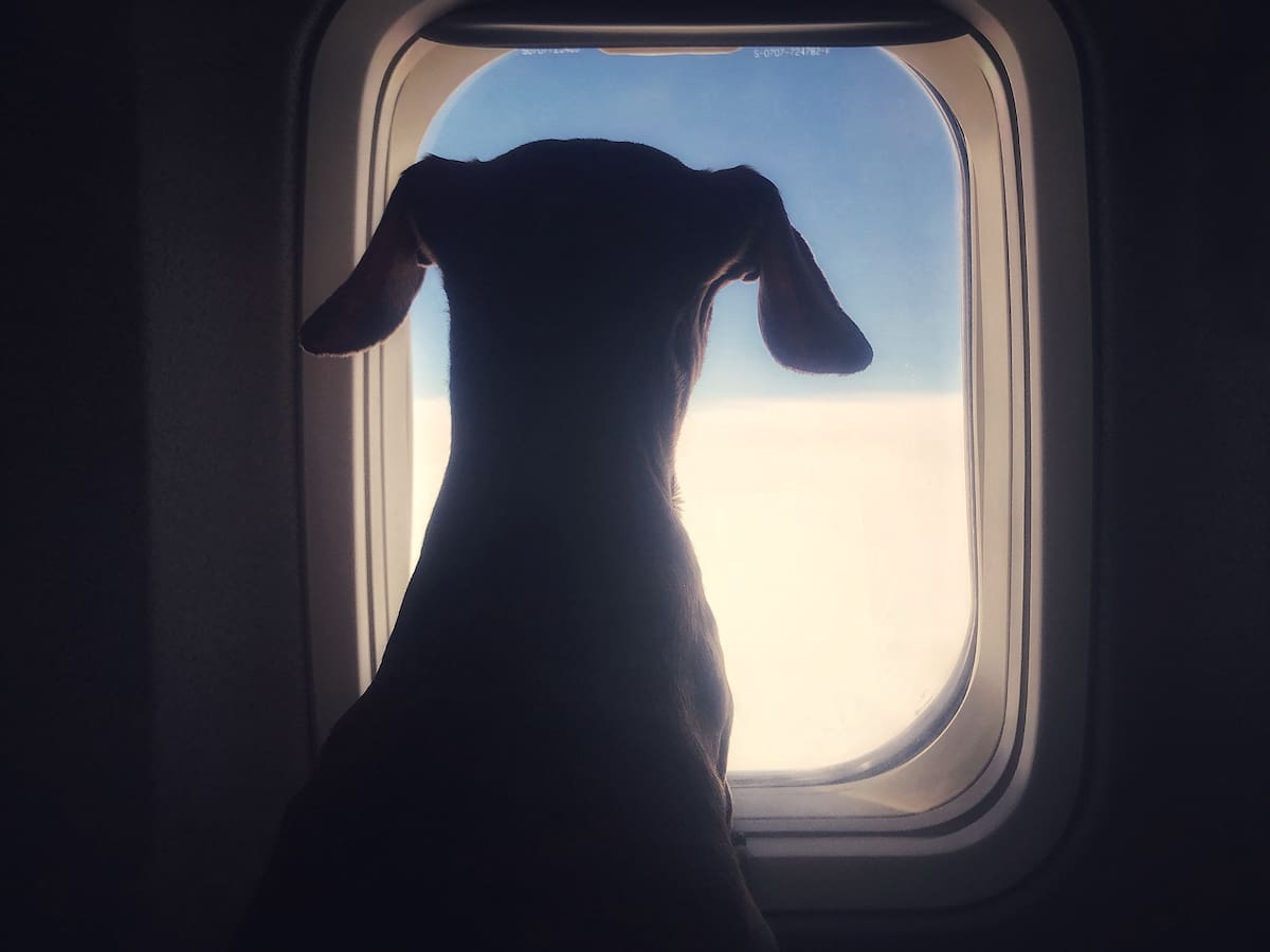 ¿Se puede viajar con mascotas en la cabina del avión? Reglamentación y requisitos