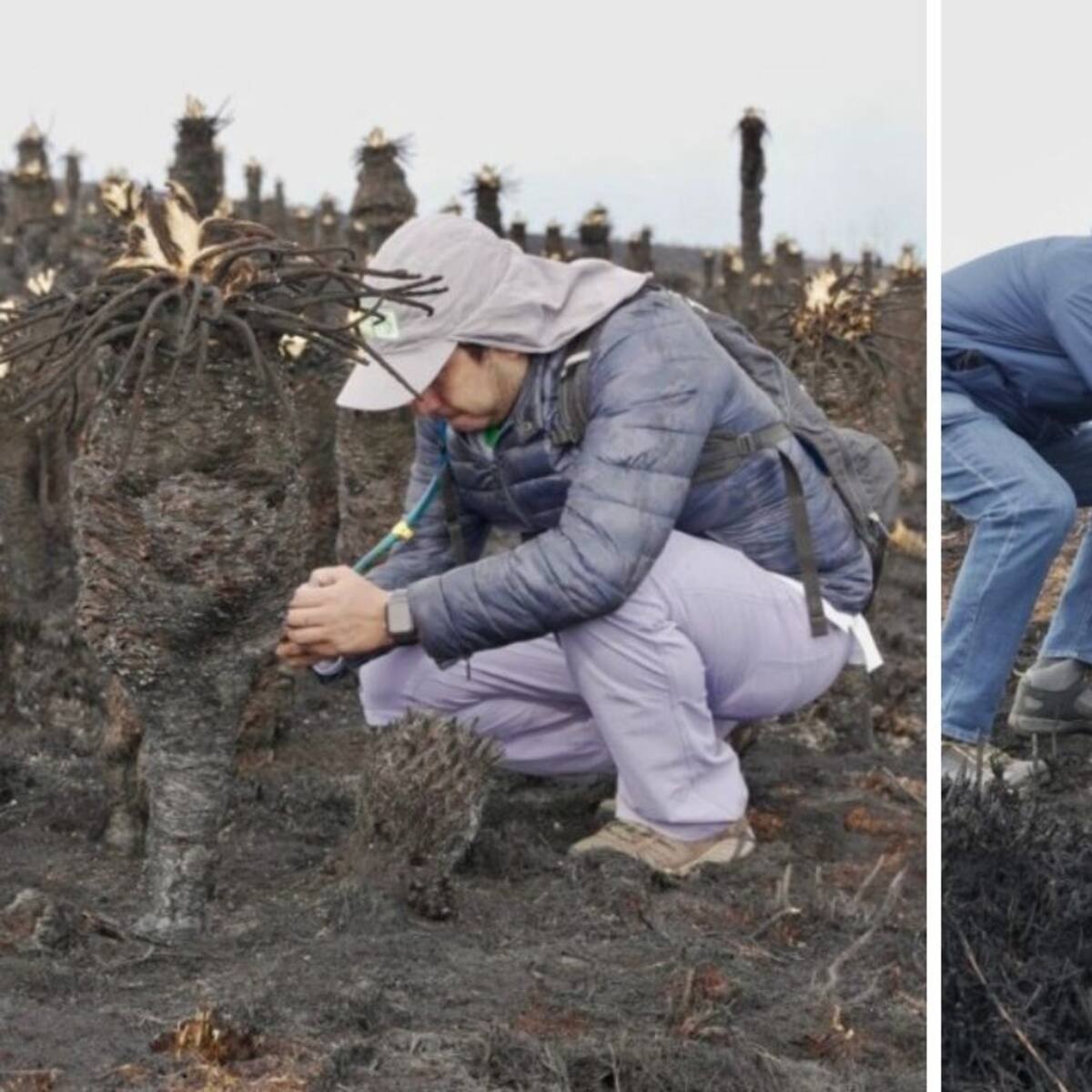 ¡Hay esperanza! Frailejones se salvarían tras incendio en Santurbán