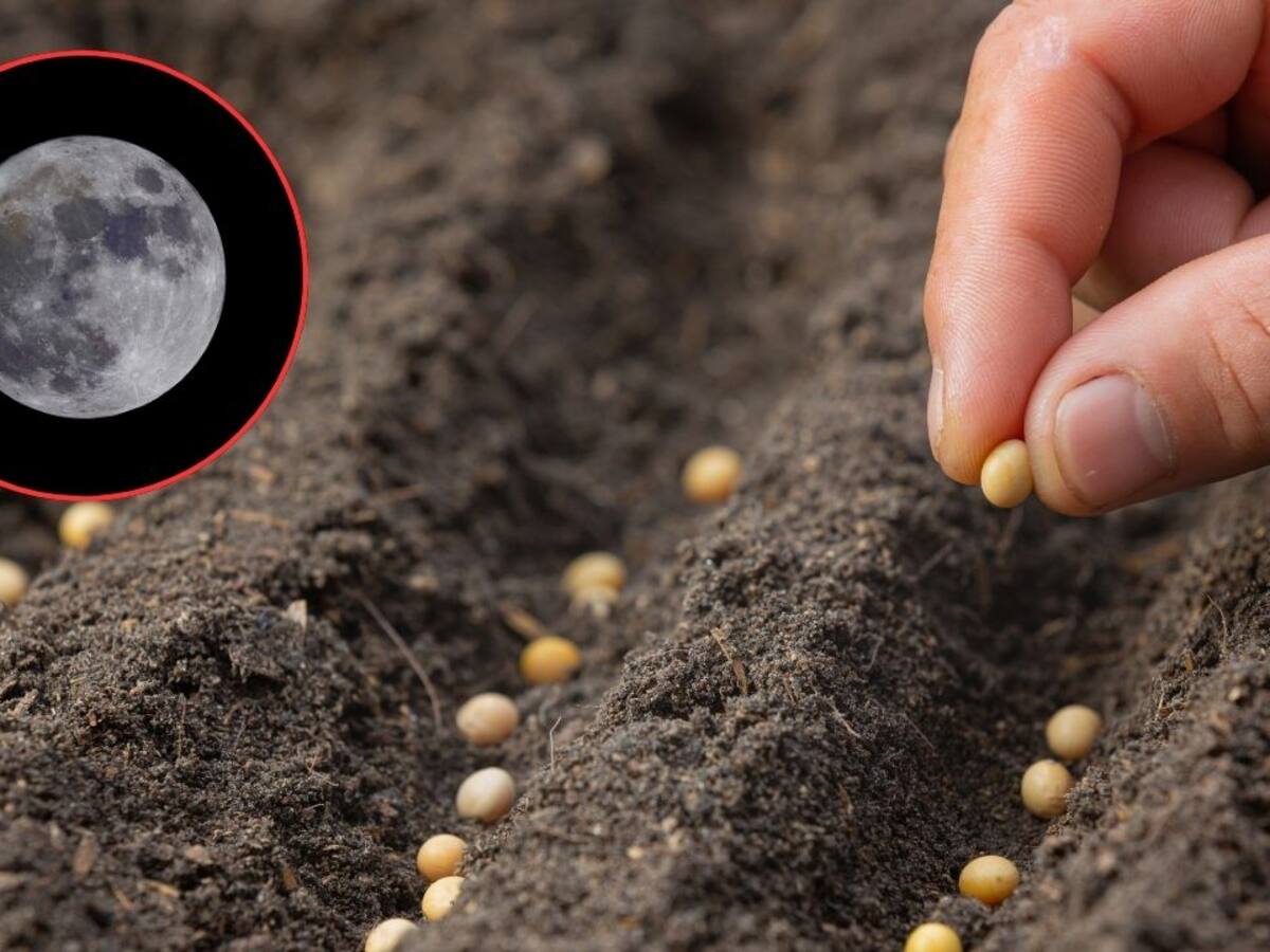 Calendario lunar: mejores días de agosto para sembrar árboles y plantas