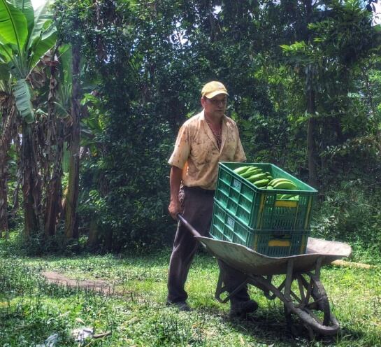 Bananos producidos en el Tolima