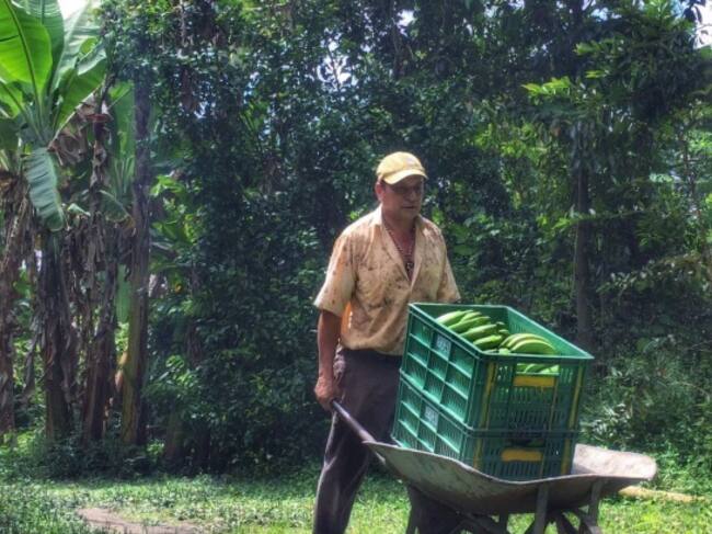 Bananos producidos en el Tolima