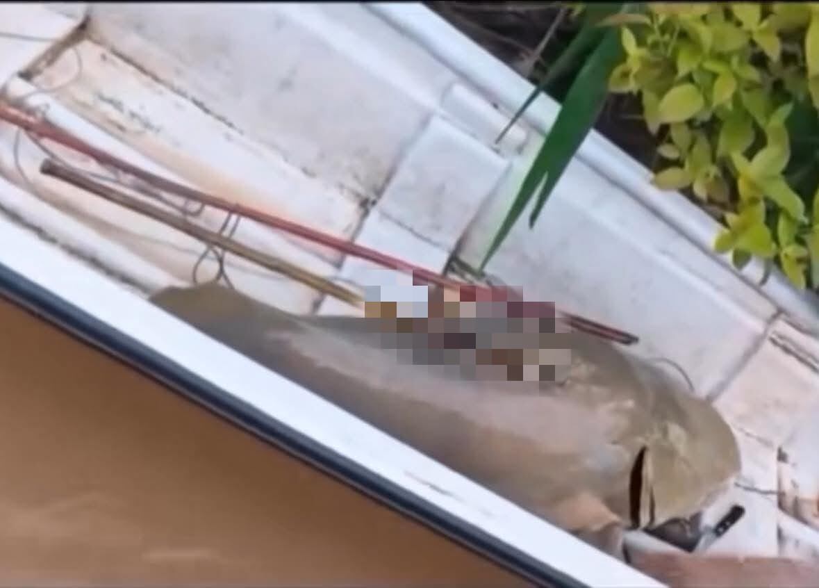 Aseguran que hace años no se veía un bagre plateado tan grande. Foto Redes Sociales.