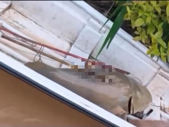 Aseguran que hace años no se veía un bagre plateado tan grande. Foto Redes Sociales.