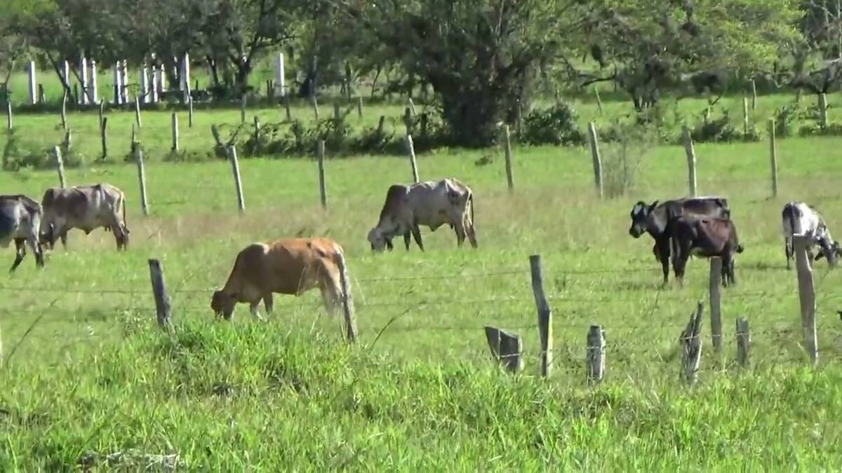 Crítica situación de ganaderos en el Huila por el bajo precio en el litro de leche