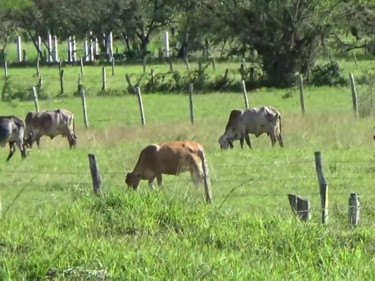 Crítica situación de ganaderos en el Huila por el bajo precio en el litro de leche