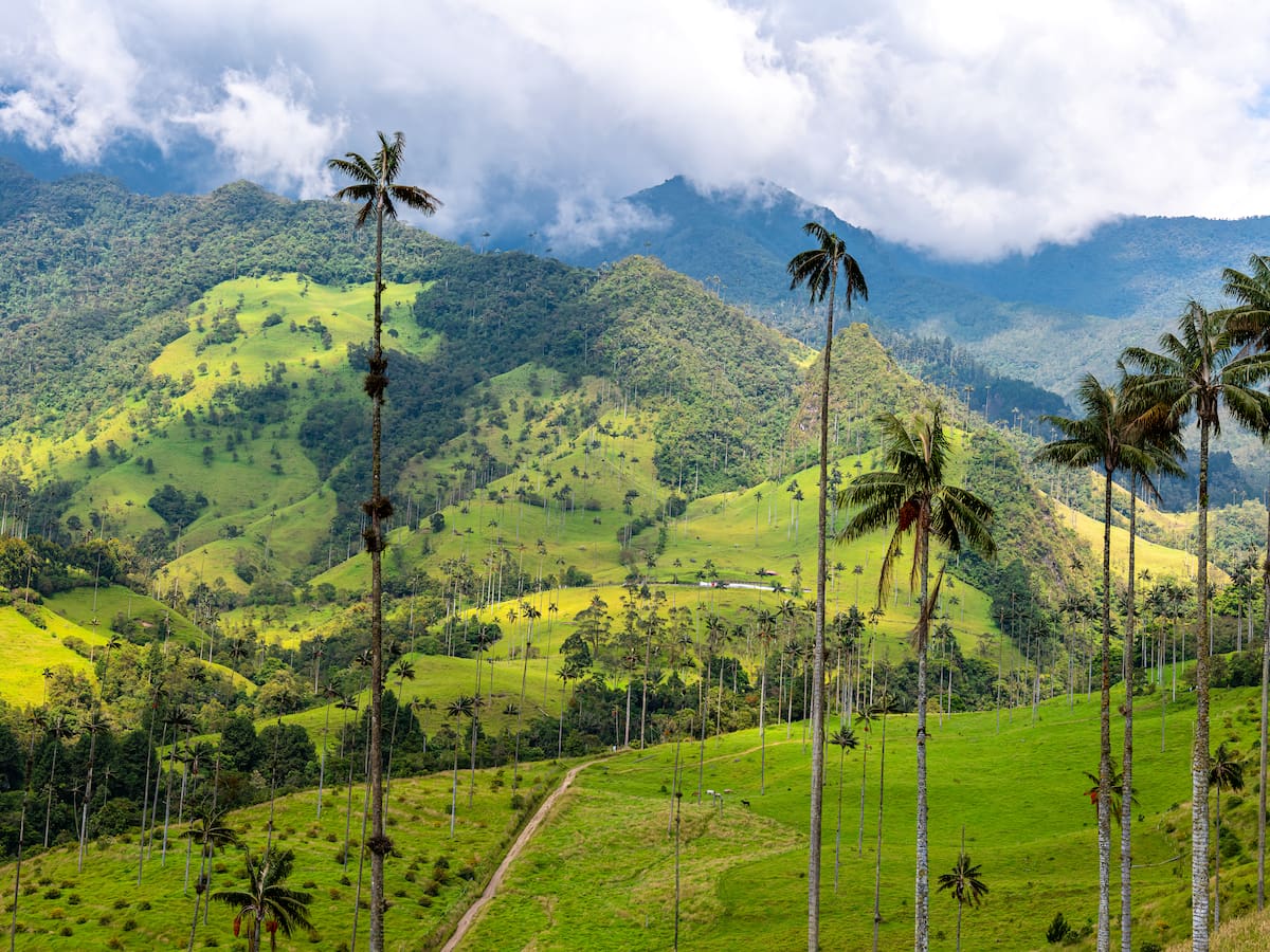 Valle del Cocora en Salento: ¿Cuánto vale la entrada por persona y cómo es el tour?