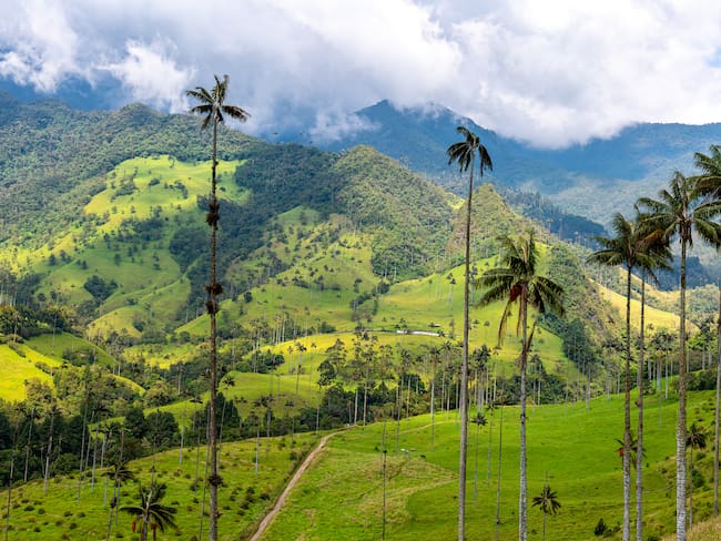 Valle del Cocora (Getty Images)