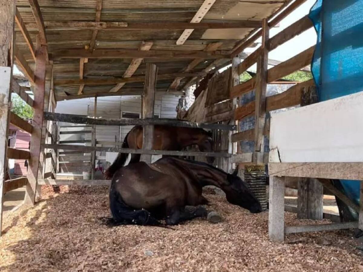 Caballos cocheros recibieron revisión veterinaria de UMATA