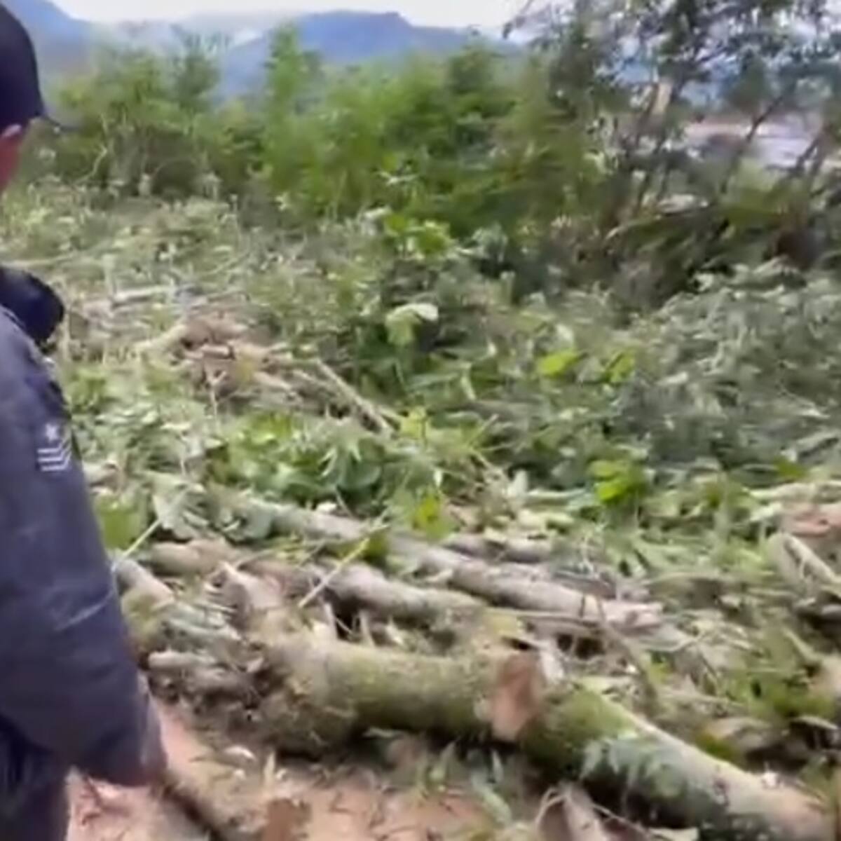 ¿Por qué suspendieron la tala de árboles en una zona de protección en Salento?